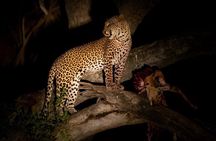 Evening Pilanesberg Night Safari Tour from Sun City