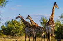  Tala Game reserve, Natal Lion Park and Phezulu From Durban