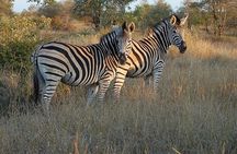 Tala Game Reserve Natal Lion Park & Phezulu Safari from Durban 
