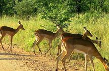 Tala Game Reserve Natal Park & Phezulu Safari from Durban