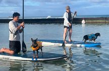 Paddle board Ala Moana with Rescue Dogs