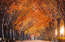 Naejangsan National Park Autumn Foliage One Day Tour from Seoul
