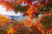 Naejangsan National Park Autumn Foliage One Day Tour from Seoul