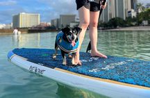 Paddle board Ala Moana with Rescue Dogs