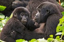3-Day Private Guided Gorilla Trekking In Uganda 