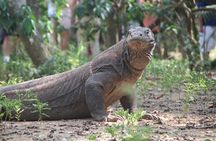 Daily Komodo Shared Speedboat Tour from Labuan Bajo