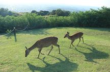 Nara: Hike Mt. Wakakusa and Encounter Wild, Free-Roaming Deer