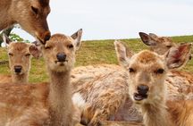 Nara: Hike Mt. Wakakusa and Encounter Wild, Free-Roaming Deer