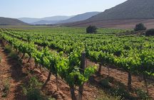 From the Border Valle de Guadalupe Private Wine Tour