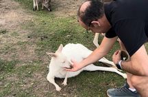 Phillip Island Private Tour Penguins Wildlife and Scenic Views