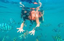 Pig Island (Koh Mudsum) and Koh Tan Tour with Meal from Koh Samui