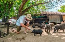 Pig Island (Koh Mudsum) and Koh Tan Tour with Meal from Koh Samui