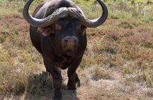 From Cape Town 2 Day Safari at Garden Route Game Lodge