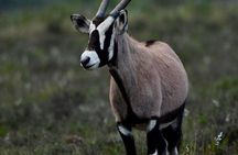 From Cape Town 2 Day Safari at Garden Route Game Lodge