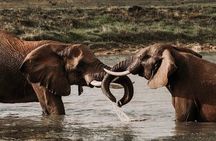 From Cape Town 2 Day Safari at Garden Route Game Lodge