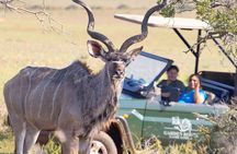 From Cape Town 2 Day Safari at Garden Route Game Lodge