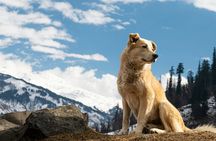 Denali Husky Kennel & Brewery Tour – Half-Day Experience