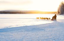 Rovaniemi Insider: 5 km Husky Self Drive Adventure