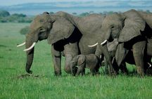 3 Days Maasai Mara Great Migration Guided Safari from Nairobi