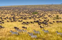 3 Days Maasai Mara Great Migration Guided Safari from Nairobi