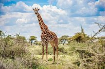 Explore Nairobi National Park and Giraffe Centre in a day Tour