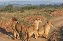 Explore Nairobi National Park and Giraffe Centre in a day Tour