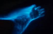 Bioluminescence Night Craigcat Tours 
