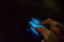 Bioluminescence Night Craigcat Tours 
