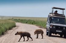 Arusha: 3 Days at Serengeti and Ngorongoro Crater Adventure