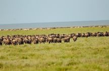 Arusha: 3 Days at Serengeti and Ngorongoro Crater Adventure