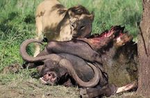 Arusha: 3 Days at Serengeti and Ngorongoro Crater Adventure