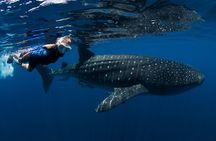 Cancun : Whale Shark snorkeling trip with Mujeres island, all inc