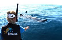 Cancun : Whale Shark snorkeling trip with Mujeres island, all inc