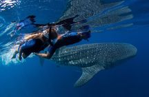Cancun : Whale Shark snorkeling trip with Mujeres island, all inc