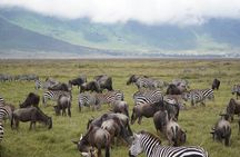 3 Days Ngorongoro, Manyara, Tarangire Group + Airport pick up