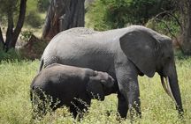 3 Days Ngorongoro, Manyara, Tarangire Group + Airport pick up