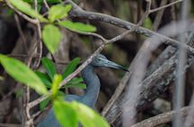 Mangrove Boat Tour in Tamarindo