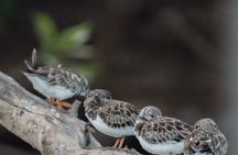 Mangrove Boat Tour in Tamarindo