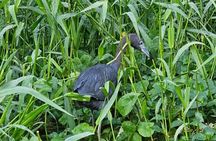 Canoe tour in Tortuguero National Park small group