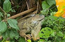 Canoe tour in Tortuguero National Park small group