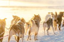 Rovaniemi Insider: 10 km Husky Self‑Drive Adventure