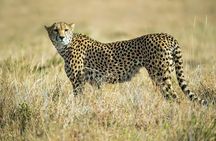 Explore Nairobi National Park with 4WD Transportation