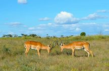 Explore Nairobi National Park with 4WD Transportation