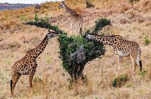 Explore Nairobi National Park with 4WD Transportation