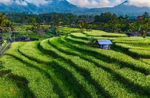 Private Tour of Bali’s Temples, Rice Terraces & Villages