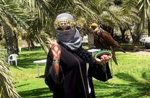 Lahbab Sunset Safari – Camel Ride, Dune Bashing, BBQ & Live Shows