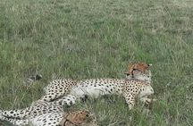 3 Days and 2 Nights Masai Mara Group Joining Budget Safari