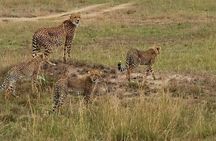 3 Days and 2 Nights Masai Mara Group Joining Budget Safari