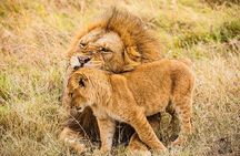 3 Days and 2 Nights Masai Mara Group Joining Budget Safari