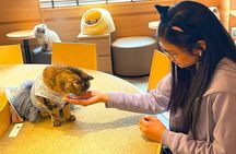 Tokyo Gotokuji Cat Temple and Shinjuku Cat Cafe, Giant 3D Cat